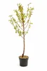 Zwergnektarine Prunus persica nucipersica Stämmchen 100–120 Produktbild-Vorschau 4