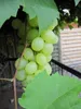 Vitis vinifera Bacchus-Traube, weiße, aromatische Trauben, Produktbild-Vorschau 2