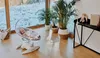 A baby is lying in a bouncer in a room with large windows and plants. Anteprima dell’immagine prodotto