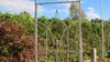 Rosenbogen BRESLAU Gesamtbreite 1,30 m Verzinkt Pergola Produktbild-Vorschau 5