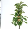 Malus domestica Ballerina 'Charlotte' 5 Liter Topf, Produktbild-Vorschau 2