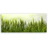Leinwandbild Weizenfeld 120x40 Feeby Grün bild für die wand Produktbild-Vorschau 2