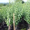 Zwetsche 'Wangenheims Frühzwetsche' Produktbild-Vorschau 6