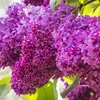 Lillà nobile  - Syringa vulgaris 'Charles Joly'  | 40-60 cm Anteprima dell’immagine prodotto 1