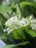 Maiglöckchen, im Topf - Convallaria majalis, weiß Produktbild-Vorschau 11