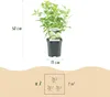 Rispenhortensie - Hydrangea panniculata Limelight - Blüte Produktbild-Vorschau 5