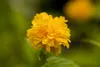 Kerria japonica 'Pleniflora', Ranunkelstrauch, gelb, 40–60 Produktbild-Vorschau 5