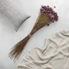 Getrocknete Glixia BIG (Comanthera) - Lavendel Produktbild-Vorschau 6
