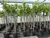 Feigenbaum 150-180 cm Obstbaum winterhart kräftiger Stamm, Produktbild-Vorschau 1
