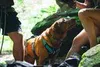 Ruffwear 30551-042M, Pies, Uprzęż kamizelkowa, M, Szary, Podgląd zdjęcia produktu 17