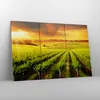Bild auf Leinwand - Leinwandbild - Land Weingut Pflanzung - Produktbild-Vorschau 4