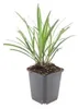 Glöckchentraube - Erba delle orchidee - Liriope muscari Anteprima dell’immagine prodotto 6