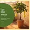 Meine Orangerie Amalfi Zitronenbaum Mezzo - echte Produktbild-Vorschau 2