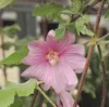 Lavatera hybr. 'Rosea' - Boemerangmalve, 25-30 cm - In pot Productafbeelding-voorbeeld 3