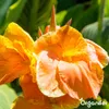 Canna Tekuté hnojivo 1 L – 3-4-3 NPK – Pre kvitnúce Náhľad obrázku produktu 6