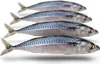 Köderfische Makrele Mittelgroß - Vakuumverpackt | 25-30CM | Produktbild-Vorschau 1