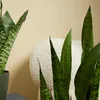 Bloomique - 2er Set - Sansevieria Zeylanica - Bogenhanf - Produktbild-Vorschau 5