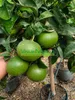 Pianta di Mandarino Satsuma Miyagawa (vaso - 20) Anteprima dell’immagine prodotto 3