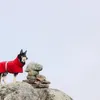 Hurtta Extreme warmer, Hund, Jacke, Grau, Rot, Winter, 600 Produktbild-Vorschau 3