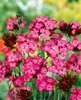 Dianthus carthusianorum, Karthäuser-Nelke, rosa Blüten, ca. Produktbild-Vorschau 2