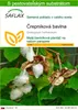 SAFLAX - črepníková bavlna - Gossypium herbaceum - 12 Náhľad obrázku produktu 1