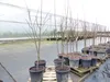 Indianerbanane 180 cm Asimina triloba Sunflower Papau Produktbild-Vorschau 4