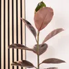 Gummibaum - pflegeleichte Zimmerpflanze, Ficus elastica Produktbild-Vorschau 6