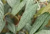 Viburnum 'Pragense', immergrün, 80–100 cm Produktbild-Vorschau 6