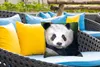 MuchoWow® Outdoor Kissen - Panda - Wildtiere - Porträt - Produktbild-Vorschau 4
