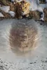 Mufasa: Der König der Löwen Produktbild-Vorschau 6