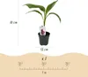 GreenboutiQ - Obstpflanze - Bananenpflanze - Musa Produktbild-Vorschau 2