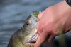 Fox Rage Micro Jig Heads - 5 Jigköpfe, Größe/Gewicht:Gr. 4 Produktbild-Vorschau 3
