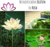 Lotus Samen winterhart (Nelumbo nucifera) - Indische Produktbild-Vorschau 3