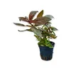 Ludwigia glandulosa im Topf roter Stern   Wasserpflanze Produktbild-Vorschau 5