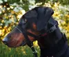A close-up profile of a Doberman Pinscher wearing a Halti headcollar, with a blurred background of foliage and flowers. Anteprima dell’immagine prodotto