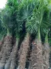 Palme Hanfpalme Trachycarpus Fortunei ca. Höhe: 250cm - Produktbild-Vorschau 2