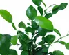 Enseleits Kaffir Limette - Kaffernlimette Produktbild-Vorschau 3