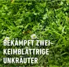 Compo Rasenunkrautvernichter Banvel Quattro 150 ml Produktbild-Vorschau 3