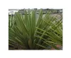 10x Yucca faxoniana Faxon Yucca Garten Pflanzen - Samen Produktbild-Vorschau 2