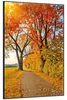 Wallario Wandbild Herbstlicher Waldweg mit buntem Laub, Produktbild-Vorschau 2