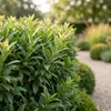 GreenboutiQ - Heckenpflanzen - Prunus lusitanica Produktbild-Vorschau 4