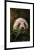 MuchoWow® MuchoWow® Gerahmtes Poster Panda - Schmetterling Produktbild-Vorschau 1