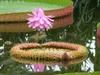 Nénuphar de Victoria (Victoria amazonica)  - 3 graines Voir les images du produit 2