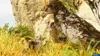 A large bird-like creature and a smaller one in a grassy, rocky environment. Produktbild-Vorschau