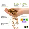 A hand holding dried mealworms with nutritional information and mineral content displayed around it. Produktbild-Vorschau