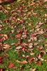 Fagus sylvatica, Rotbuche, 125–150 cm Produktbild-Vorschau 14