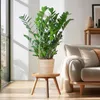 Zamioculcas Zamiifolia 80cm - Glücksfeder Zimmerpflanze Produktbild-Vorschau 3