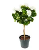 Pelargonium grandiflorum „Don Palido” – pelargonia Podgląd zdjęcia produktu 1