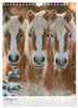 Stolze Haflinger Pferde (Wandkalender 2027 DIN A4 hoch), Produktbild-Vorschau 13