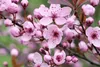 Prunus cerasifera 'Nigra', Blutpflaume, dunkelrot, 100–125 Produktbild-Vorschau 13